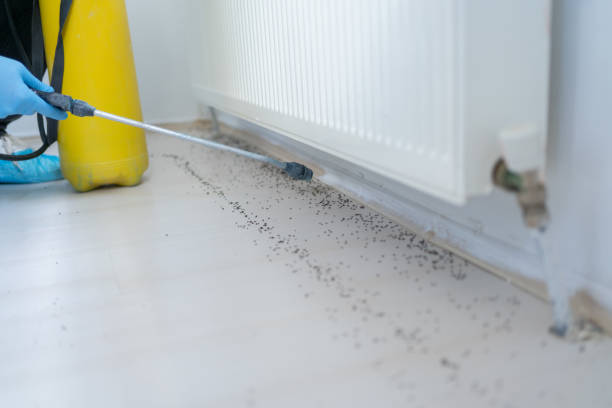 Best Rat Extermination Near Me  in Baden, MD